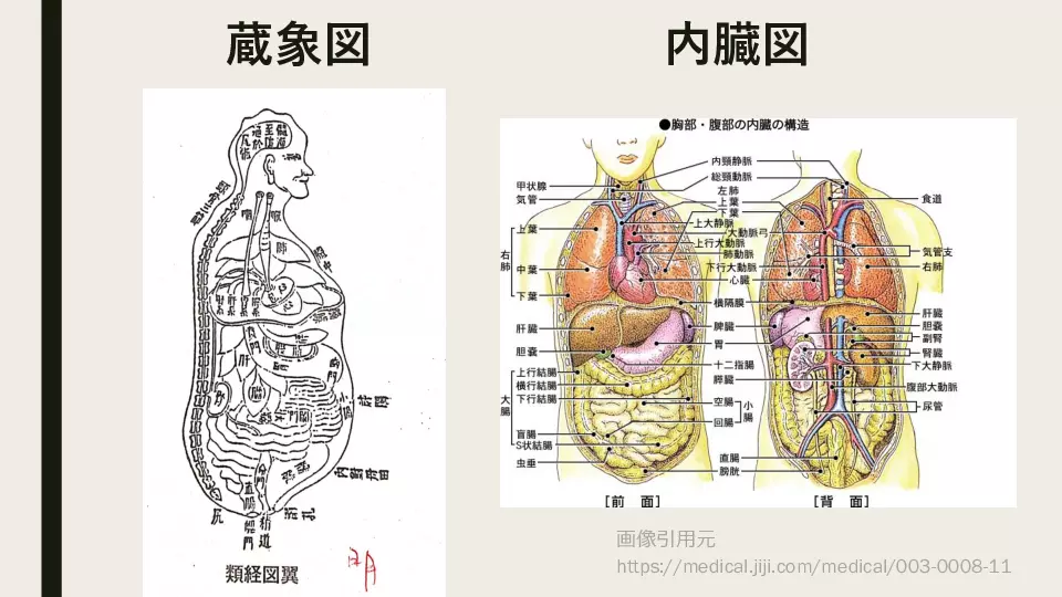 東洋医学へのいざない 生理学編② 臓腑経絡学の世界（肺・大腸） | Dr